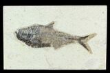 Fossil Fish (Diplomystus) - Green River Formation #129564-1